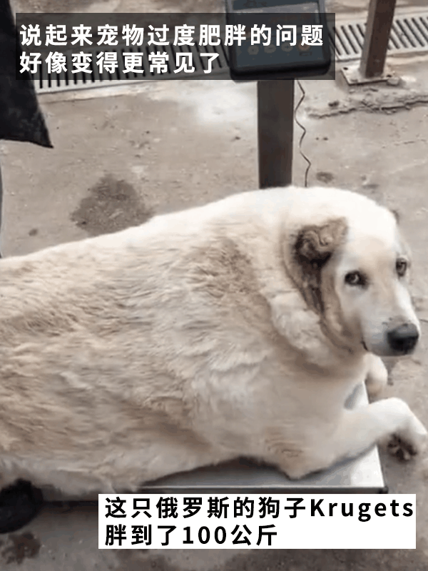 因为狗子太胖主人被判入狱两个月！罚款5000多