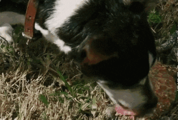 澳洲鳄鱼爱吃剧毒海蟾蜍：专家投喂加料食物帮改臭毛病