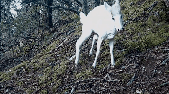 四川木里惊现罕见白色瑞兽:系毛冠鹿、国二保护动物插图 四川木里惊现罕见白色瑞兽:系毛冠鹿、国二保护动物