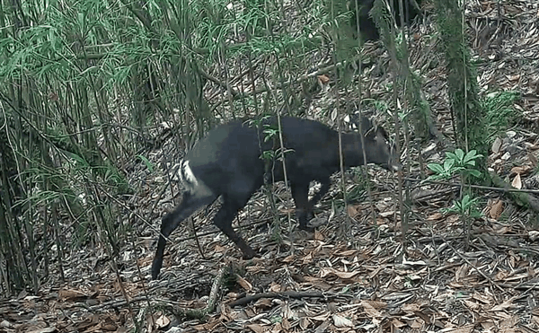 四川木里惊现罕见白色瑞兽:系毛冠鹿、国二保护动物插图1 四川木里惊现罕见白色瑞兽:系毛冠鹿、国二保护动物