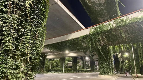 高架桥下到处可见的爬山虎：是怎么爬上去的？