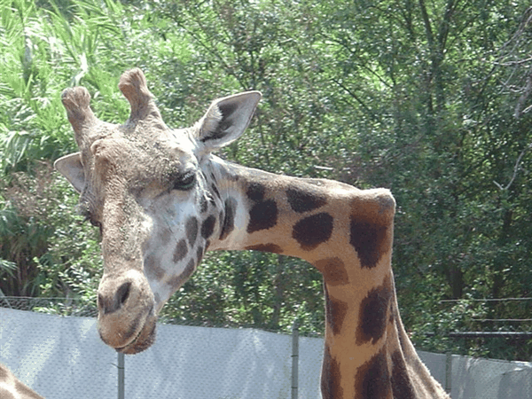 南非惊现S型脖子的长颈鹿！还有更诡异的L型、Z型