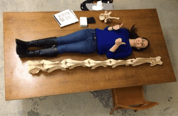 南非惊现S型脖子的长颈鹿！还有更诡异的L型、Z型