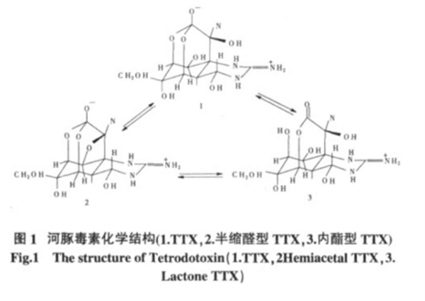 河北唐山养河豚:竟然干到了全国第一!插图 河北唐山养河豚:竟然干到了全国第一!