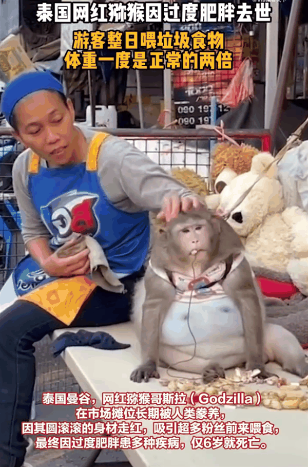 景区锦鲤被游客喂成“猪鲤”：一点不美好 很可怕