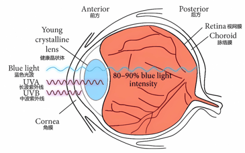 涂防晒霜、穿防晒衣就万事大吉了吗 眼睛也得防晒