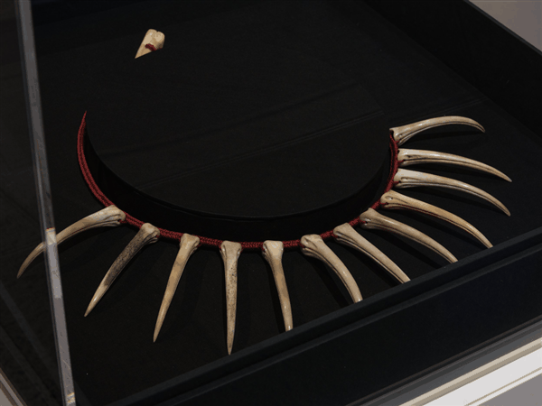 神秘的天价羽毛！一根竞拍价20多万：未经许可不能踏出国门