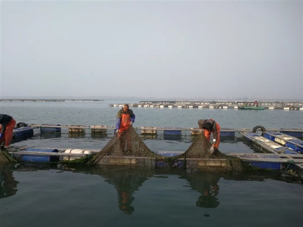 河北唐山养河豚:竟然干到了全国第一!插图3 河北唐山养河豚:竟然干到了全国第一!