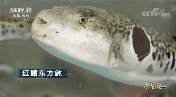 河北唐山养河豚:竟然干到了全国第一!插图1 河北唐山养河豚:竟然干到了全国第一!