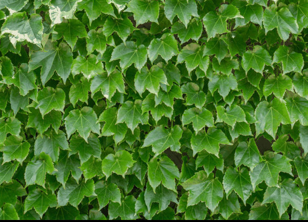 高架桥下到处可见的爬山虎：是怎么爬上去的？