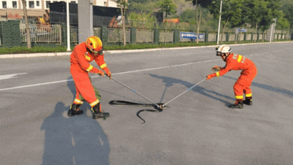 高速服务区两只眼镜王蛇打架：战况激烈 吓坏路人