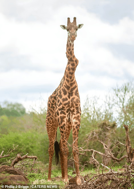 南非惊现S型脖子的长颈鹿！还有更诡异的L型、Z型