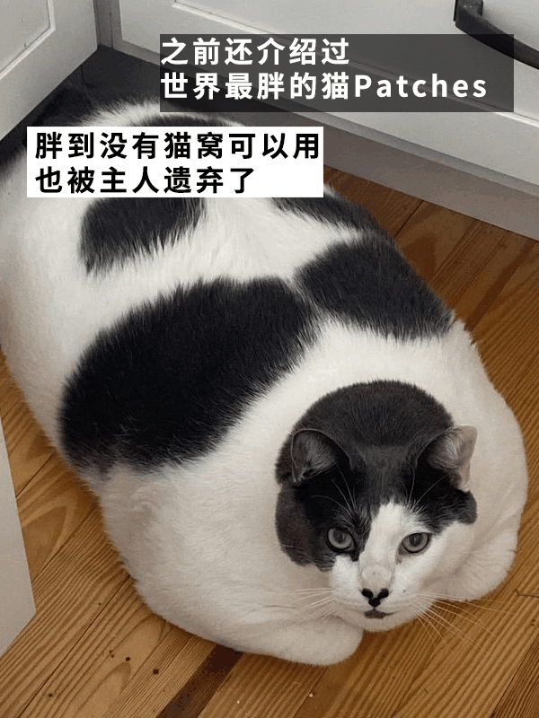 因为狗子太胖主人被判入狱两个月！罚款5000多