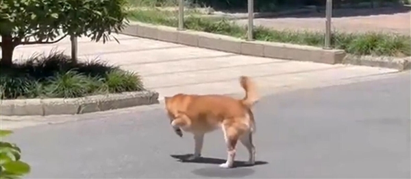 杭州到底有多热:小狗四爪不能着地插图1 杭州到底有多热:小狗四爪不能着地