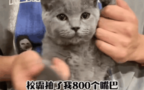 校霸抽了我800个嘴巴子？微信整治摆拍校园霸凌“玩梗”视频