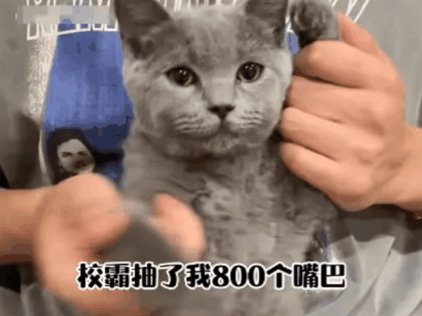 校霸抽了我800个嘴巴子?微信整治摆拍校园霸凌“玩梗”视频插图 校霸抽了我800个嘴巴子?微信整治摆拍校园霸凌“玩梗”视频