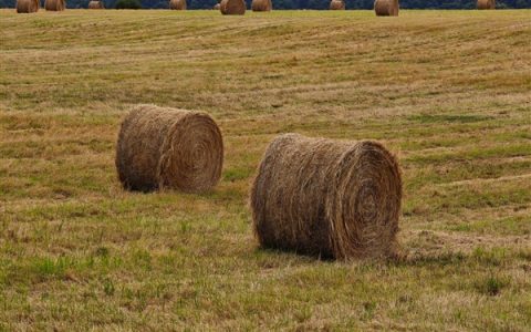 雷军在巴黎路过草堆时停车拍照：和莫奈名画里的不一样