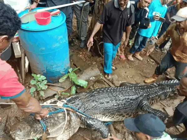 印尼一女子被近4米长鳄鱼吃掉：村民目睹全程