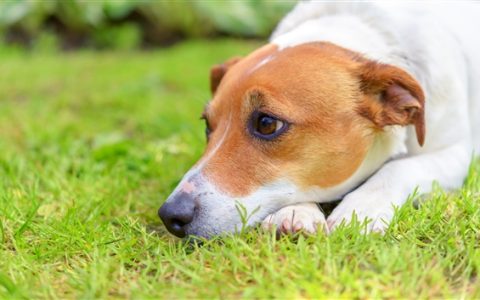 开玩笑要注意分寸！男子抱狗吓同事致其骨折被起诉
