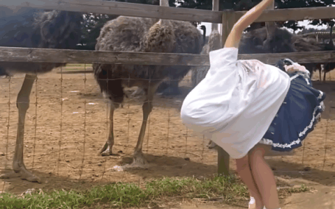 日本妹子cos鸵鸟爆火！现在又去模仿火烈鸟了