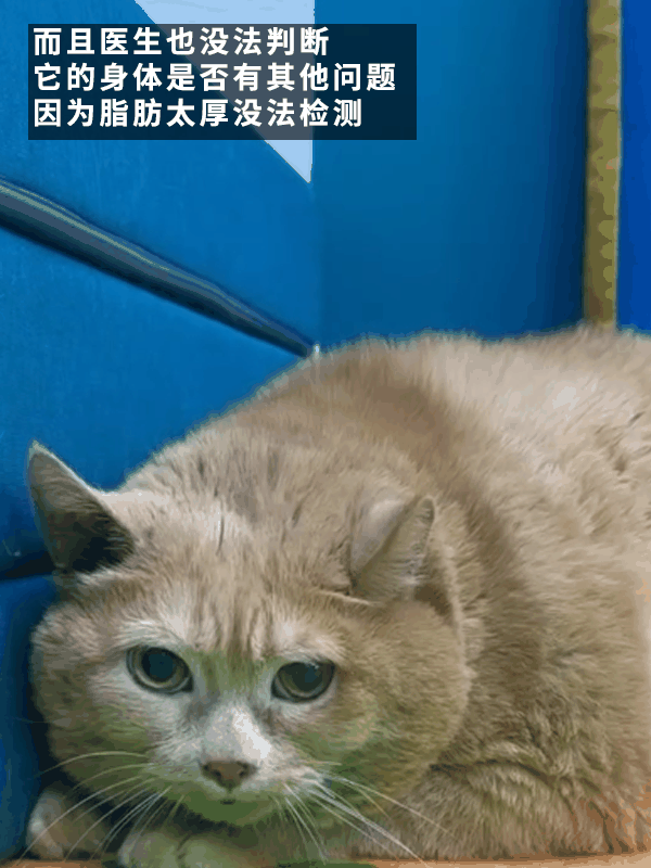 笑死！俄罗斯最胖橘猫减肥时偷偷跑路：半路被卡住了 