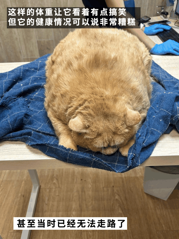 笑死！俄罗斯最胖橘猫减肥时偷偷跑路：半路被卡住了 