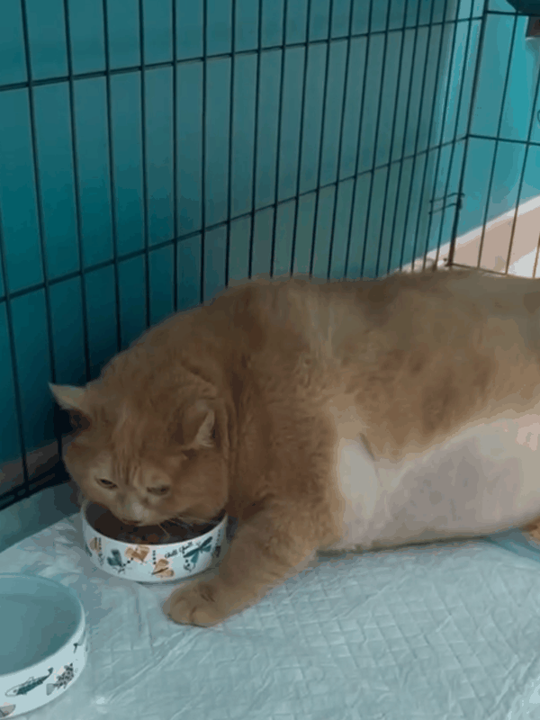 笑死！俄罗斯最胖橘猫减肥时偷偷跑路：半路被卡住了 