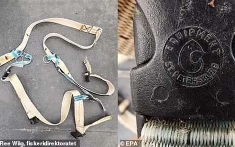 背负间谍之名 最后死在异乡！备受争议的网红白鲸在挪威神秘死亡