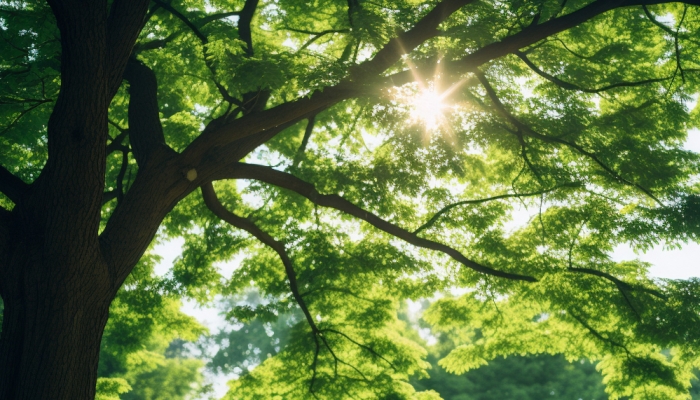 周末北京晴冷天气在线 最低气温-6至-4℃