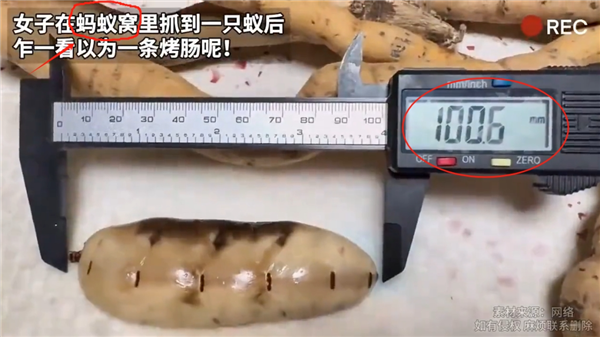 像烤肠一样！女子挖到一只100毫米长的蚁后