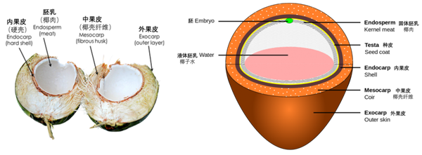 9块9一升的椰子水到底能不能喝 揭秘真相