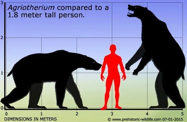为什么非洲没有熊：可能比想象得更复杂