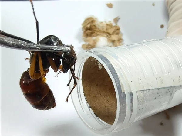 世界最大蚂蚁！40只巨人恐蚁被海关截获：能喷酸伤人