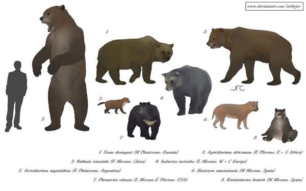 为什么非洲没有熊：可能比想象得更复杂