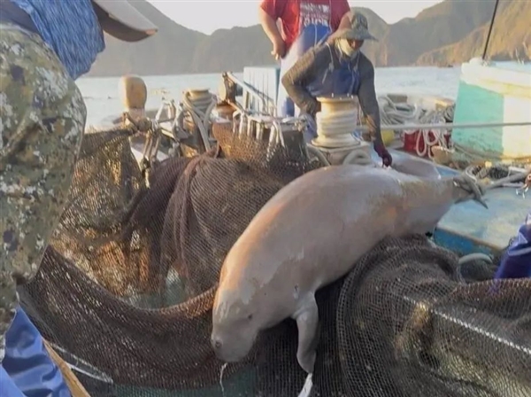 中国台湾渔民捞到3米长的儒艮：早已功能性灭绝 又复活了?