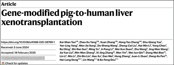 全球首例！中国团队成功将基因编辑猪肝脏移植人体