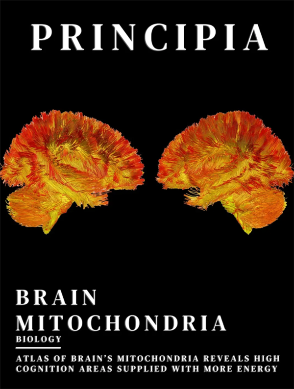 首张人脑能量分布图绘成：助力研究阿尔茨海默症等疾病