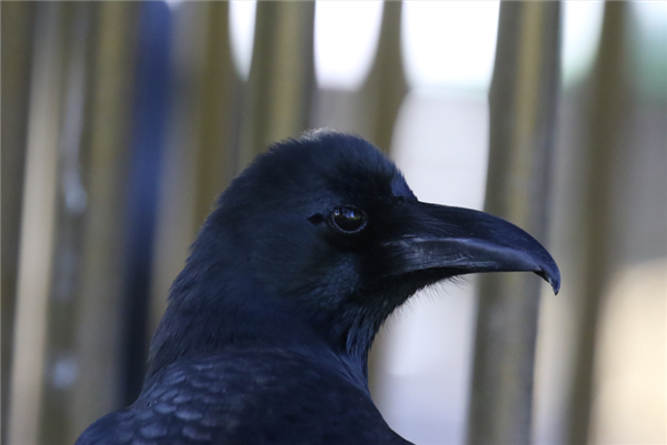 13种在城市里很常见的大鸟！赌你都见过 就是不认识