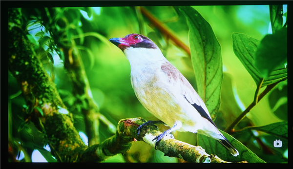 2025年千元投影仪终极指南：当贝Smart1智能交互体验重新定义投影仪！