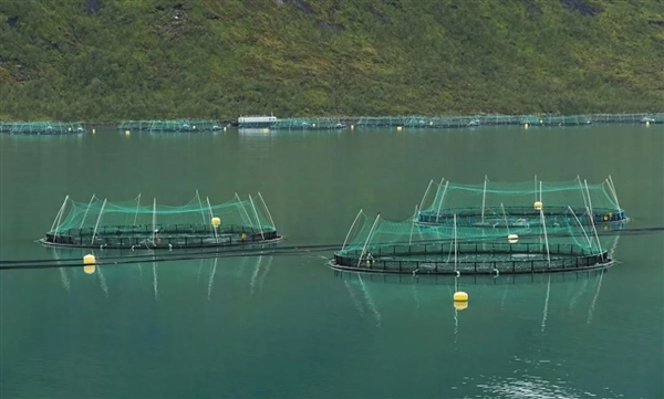 2.7万条养殖三文鱼逃逸 抓一条鱼奖励346元！