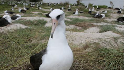 74岁还在生娃！这些鸟的秘密 你肯定不知道