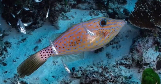 泰国潜水员拍下地震时鱼群罕见画面：集体躺平紧贴海底