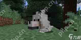 我的世界中如何将狗传送到指定位置-我的世界狗指定位置传送方法