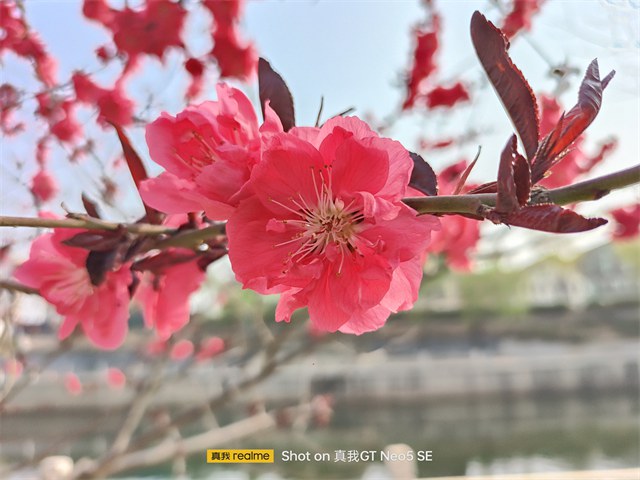 真我GT Neo5 SE和红米Note12 Turbo哪个好?详细区别对比插图32 真我GT Neo5 SE和红米Note12 Turbo哪个好?详细区别对比