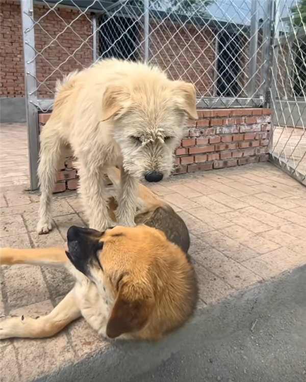 国外爆火的下司犬竟是贵州土狗：纯种能卖到20多万！