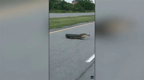 原来失去整条尾巴的鳄鱼 这么狗里狗气!插图1 原来失去整条尾巴的鳄鱼 这么狗里狗气!