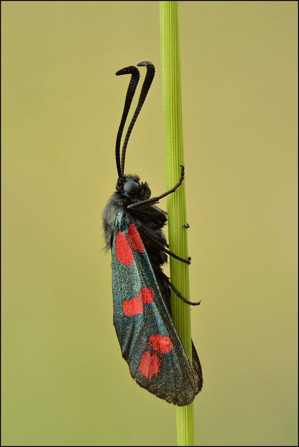 又是“投毒”又是“捅刀” 动物的爱情世界真的震碎三观