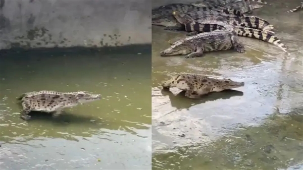 原来失去整条尾巴的鳄鱼 这么狗里狗气!插图2 原来失去整条尾巴的鳄鱼 这么狗里狗气!