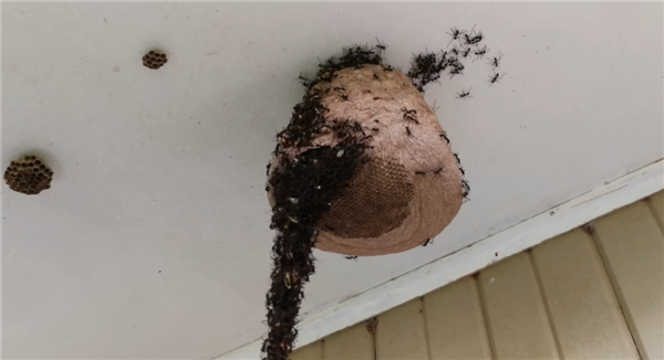 行军蚁为了入侵黄蜂巢穴 搭了一条数米长的“生物桥梁”