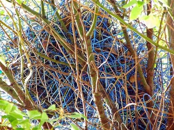 30年房龄的鸟巢被“强拆”：从麦当劳外包装到口罩 垃圾层层堆叠